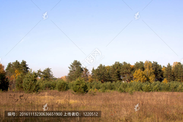 美麗的風(fēng)景。森林的邊緣