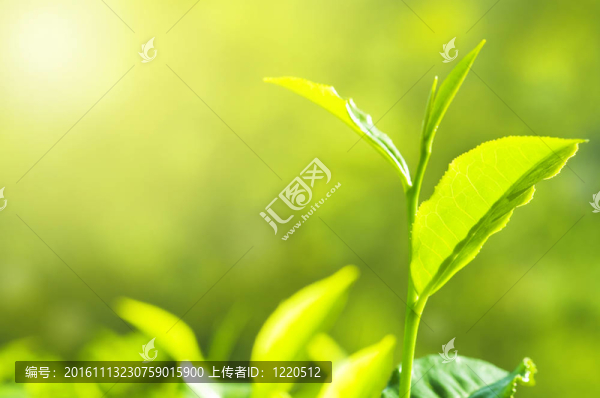 茶葉