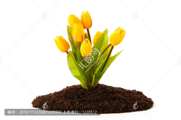 彩色郁金香花生長在土壤中