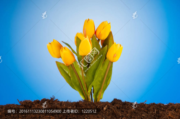 彩色郁金香花生長在土壤中