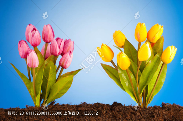 彩色郁金香花生長在土壤中