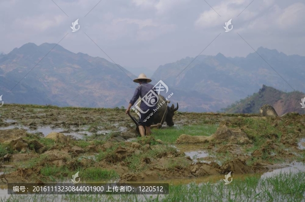 水稻耕種