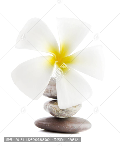 治療結(jié)石的素馨花