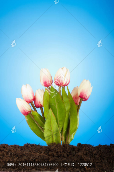 彩色郁金香花生長(zhǎng)在土壤中