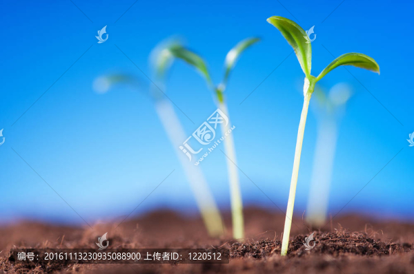 綠色苗木闡釋新生活理念