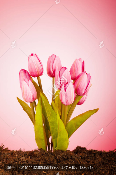 彩色郁金香花生長在土壤中