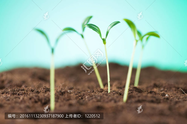 綠色苗木闡釋新生活理念