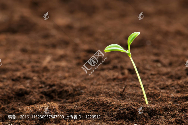 綠色苗木闡釋新生活理念