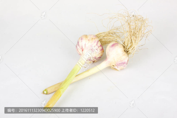在白色背景上的年輕大蒜