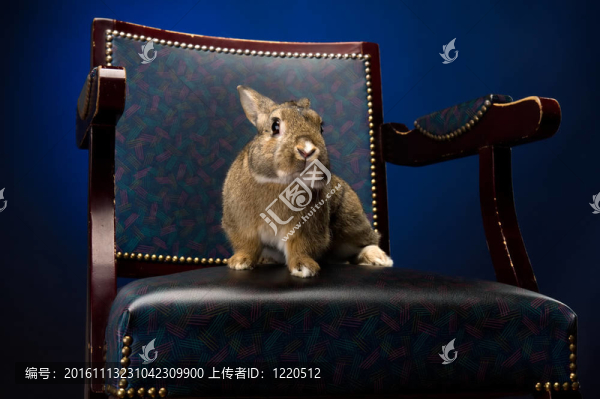 椅子上的兔子