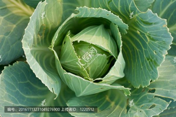Field大白菜生長(zhǎng)的研究