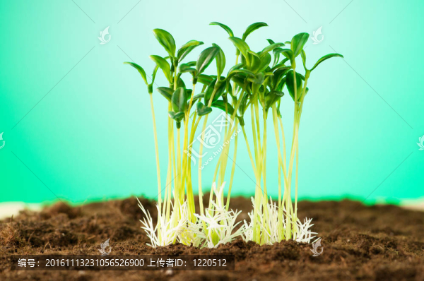 綠色苗木闡釋新生活理念