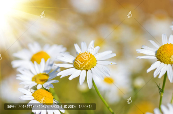 場camomiles
