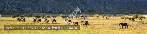 馬群