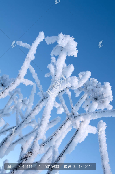 Frozenned,flower的冬景。