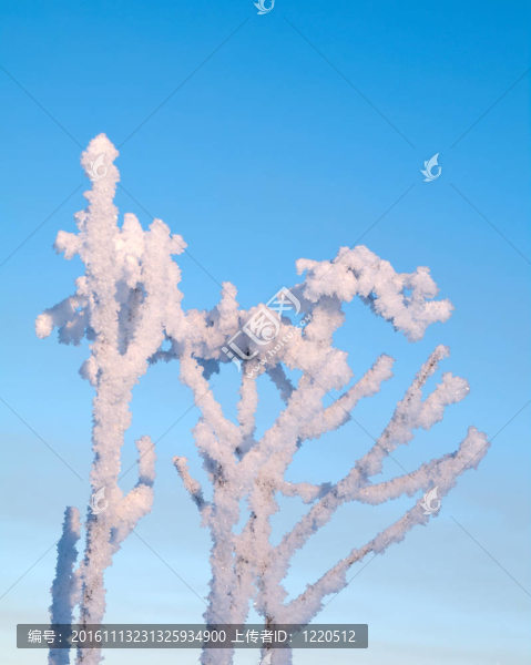 Frozenned,flower的冬景。