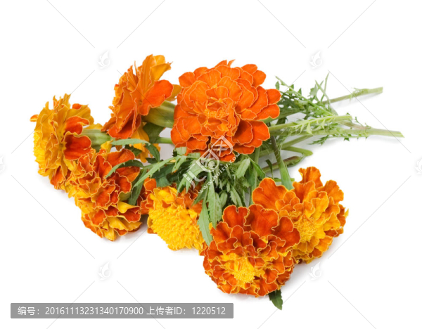 白色背景上美麗的花