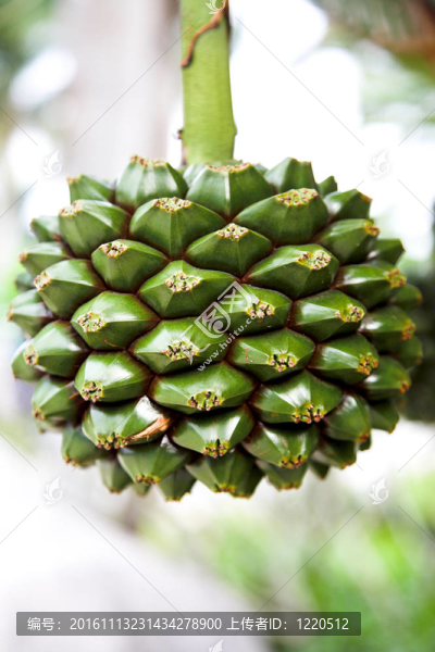 紅樹(shù)林的果實(shí)