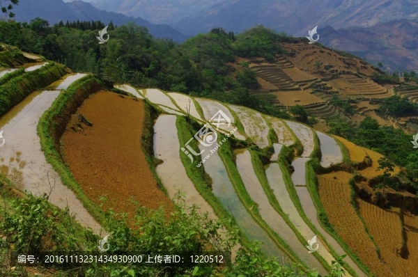 山區(qū)水稻景觀