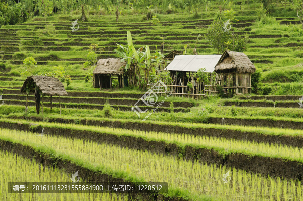 巴厘印度尼西亞稻田景觀