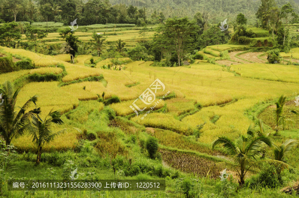 巴厘印度尼西亞稻田景觀(guān)