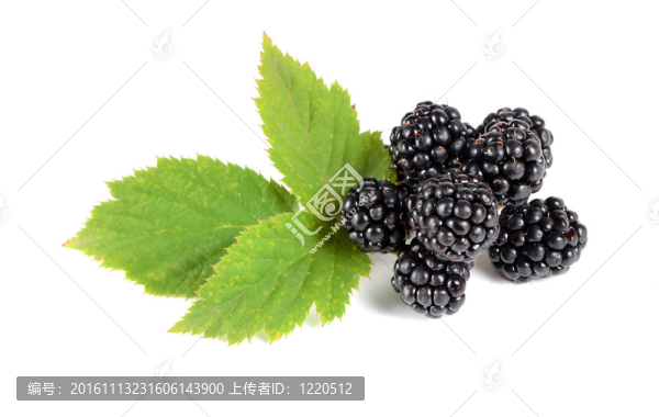 成熟的黑莓綠葉
