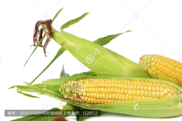 玉米熟甜