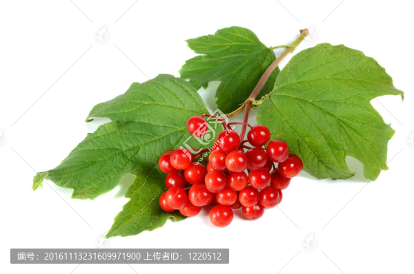 紅珊瑚
