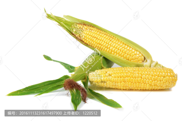 玉米熟甜