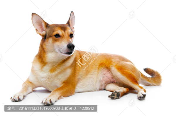 狗