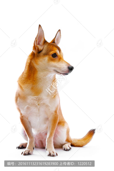 狗