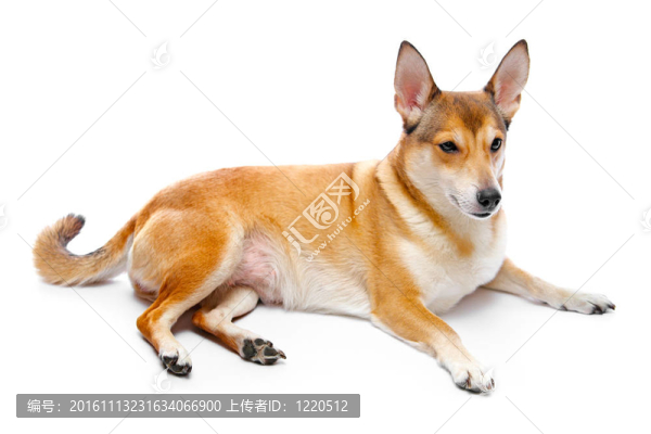 狗