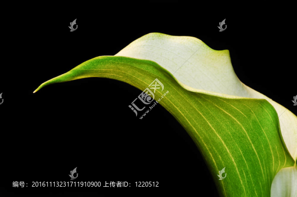 在黑色的美麗的calla,lily,flower