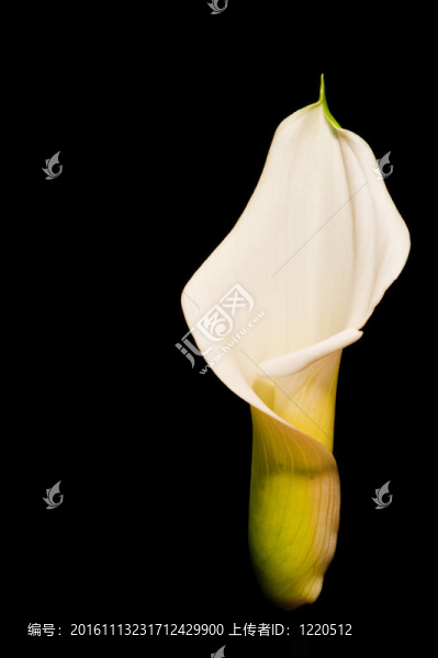 在黑色的美麗的calla,lily,flower