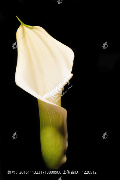 在黑色的美麗的calla,lily,flower