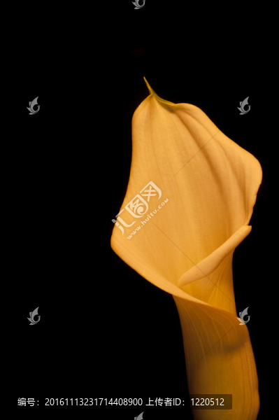 美麗的青銅效果calla,lily,flower黑色