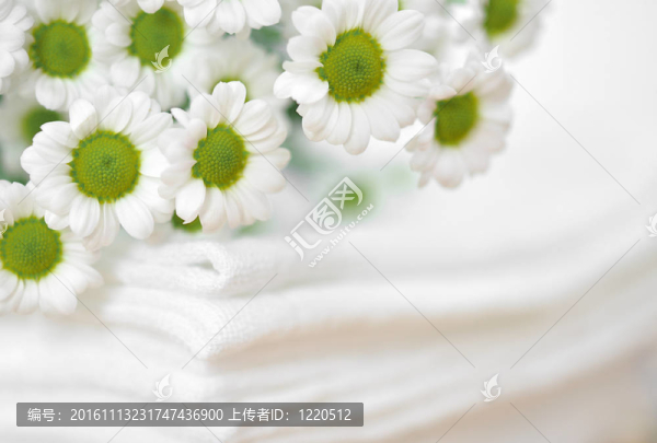 白色衣服上的雛菊