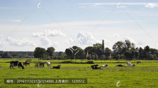 荷蘭景觀與農(nóng)場(chǎng)和奶牛