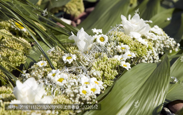 綠色植物和美麗的花朵