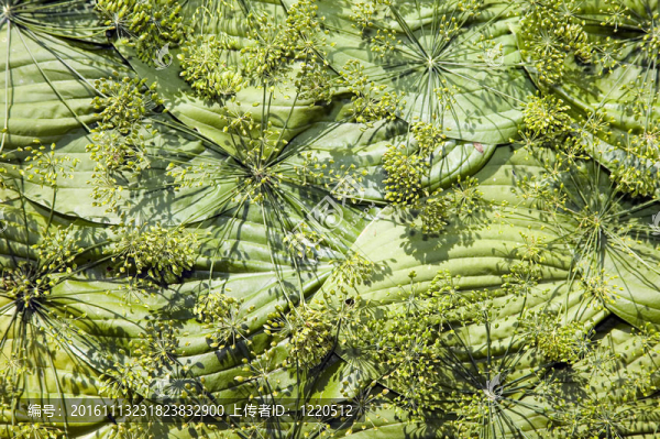 綠色植物的質(zhì)地