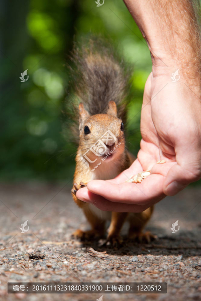 夏日紅樹林中的小紅色蓬松的松鼠從人類手中吃種子的特寫照片