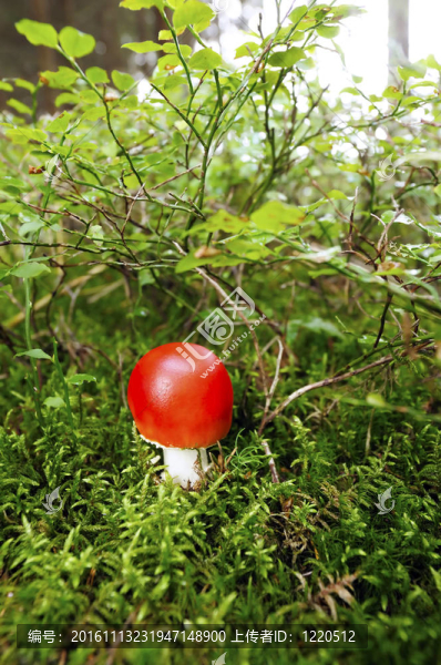 森林里的紅蘑菇-匯圖網(wǎng) www.fosd68.com 森林里的紅蘑菇