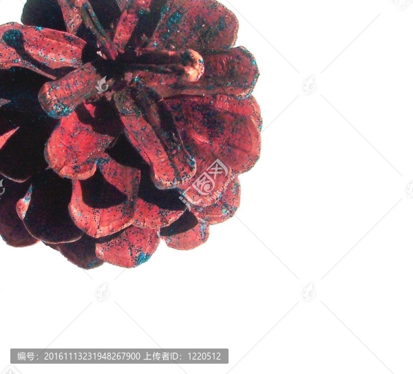 紅松球果