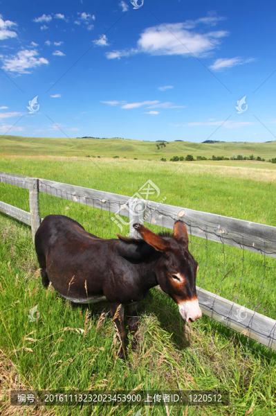 乞討的洞穴-卡斯特州立公園