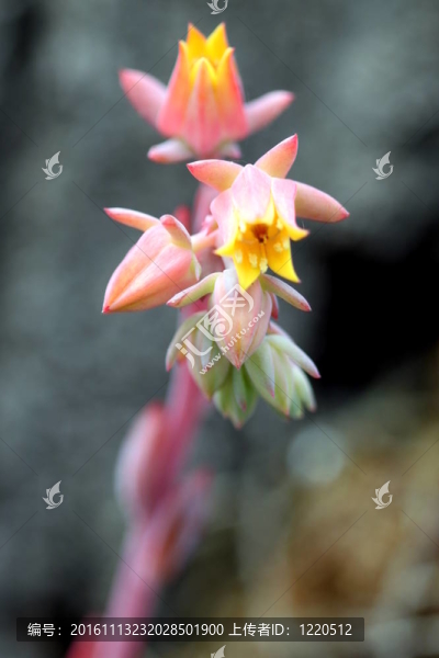 魯氏石蓮花慣習(xí)的花序
