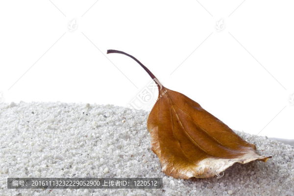 褐色的秋葉