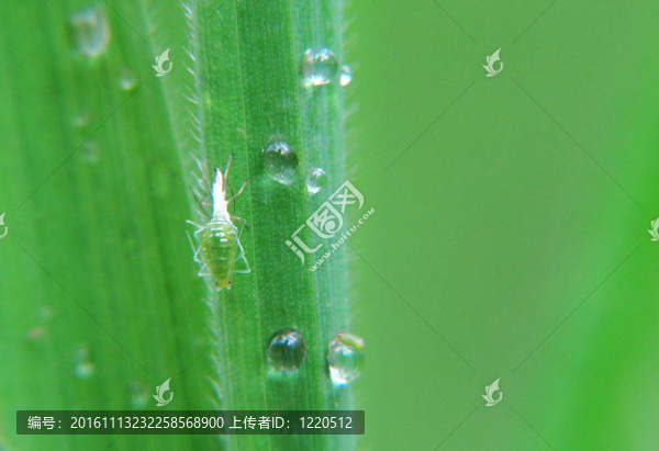 在潮濕的葉子上的非常小的綠色昆蟲