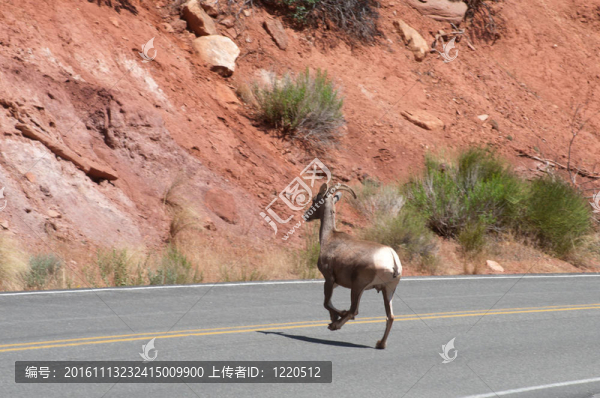 穿越公路的野生動物