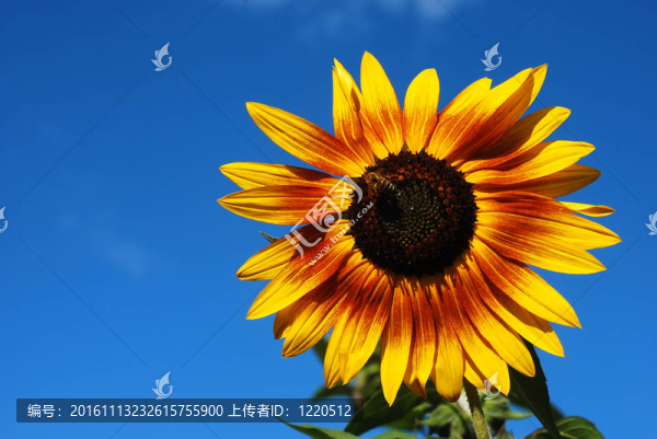 向日葵
