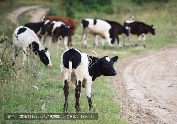 奶牛在農(nóng)村吃草。